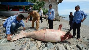 Foto: 2 Kali Duyung Mati Terdampar di Sulteng