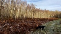 Dering Wood yang indah di siang hari, berubah hawanya ketika matahari terbenam. Konon, tak sedikit turis atau masyarakat setempat yang sering mendengar suara jeritan dalam hutannya (msgadabout/Instagram)