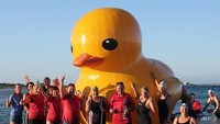 Sebuah bebek karet raksasa bernama Daphne berhasil ditemukan setelah seminggu menghilang di Australia. Bebek karet warna kuning ini sempat kabur dari lokasinya ditambatkan di Perth.  (Foto: AFP/Cockburn Masters Swimming Club)