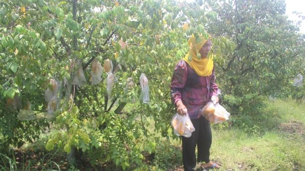 Kisah Iman, Petani yang Sukses Budidaya Belimbing Madu di Sidoarjo