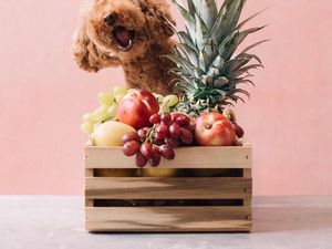 Gemas! Ini Ekspresi Imut Cookie, Poodle yang Suka Pasta dan Buah