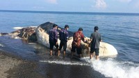 Menurut Iptu Astawa, ukuran paus sperma betina itu cukup besar, sekitar 15 meter. Kondisi paus sudah tidak utuh lagi. (istimewa)