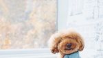 Gemas! Ini Ekspresi Imut Cookie, Poodle yang Suka Pasta dan Buah