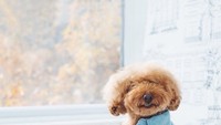 Cookie hanya memakan makanan mentah seperti buah dan sayuran, poodle menggemaskan ini juga suka ngemil salah satunya es krim dan cookies dengan buah berry. Foto: Instagram @ps.ny