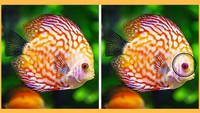 Ini nih bedanya si ikan, ada di warna matanya. (Foto: Bright Side)