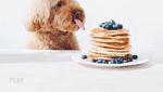 Gemas! Ini Ekspresi Imut Cookie, Poodle yang Suka Pasta dan Buah