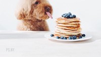 Melalui akun Instagram @ps.ny, sang pemilik Olia, membagikan berbagai aktivitas Cookie, terutama ketika Cookie sedang berpose manis di depan makanan-makanan cantik. Foto: Instagram @ps.ny
