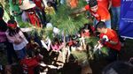 Peduli Lingkungan, BRI Tanam 123 Pohon Pinus