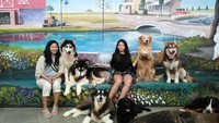 Pencinta anjing juga bisa lho makan ditemani si dogie. Nama kafenya Rumah Guguk. Ada banyak anjing menggemaskan di kafe ini yang bisa diajak berfoto. Foto: Istimewa