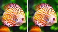 Mencari perbedaan antara kedua foto bisa jadi cara untuk melatih kamu menjadi lebih detail. Nah, sekarang apa perbedaan dari kedua gambar ikan ini? (Foto: Bright Side)