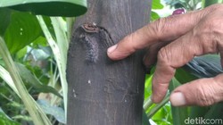 Bukan Ulat Pohon Mangga, Tapi Ulat Ini yang Lebih Mematikan