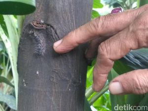 Teror Ulat Bulu di Surabaya, Nempel di Pohon dan Masuk Kamar