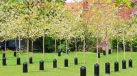 Pohon di Kilderparken memang tak sungguhan bisa menyanyi. Melainkan ada alat pemutar musik berwarna hitam tepat di samping bawah pohon (Visit Aalborg) 