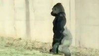 Hal tersebut terutama dilakukan ketika tanah dalam keadaan kotor, maka dia akan mengangkat tangannya. (Foto: Dok. Philadelphia Zoo)