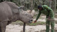 Sudan semasa hidup saat diberi makan oleh penjaganya