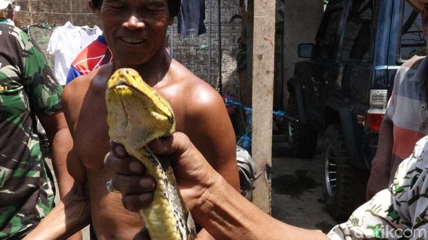 Sanca 5 Meter Hebohkan Penambang Pasir di Kali Paser Probolinggo