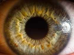 Mata Manusia dari Jarak Super Dekat, Keren atau Seram?