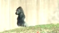 Apa yang dilakukan Louis bukanlah hal yang umum dilakukan gorila. (Foto: Dok. Philadelphia Zoo)