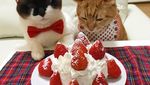 Begini 10 Gaya Kucing dengan Aksesori Makanan yang Bikin Gemas!