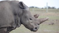 Awalnya, Najin hendak dikawinkan dengan Sudan. Harapannya spesies ini dapat kembali berkembang biak. Namun mereka belum sempat punya keturunan di saat Sudah disuntik mati. (Foto: REUTERS/Baz Ratner)