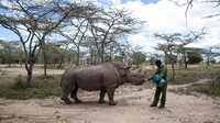 Kelompok konservasi WildAid mengumumkan bahwa kondisi kesehatan Sudan makin merosot. Akhirnya, tim dokter hewan memutuskan untuk menyuntik mati badak tersebut.