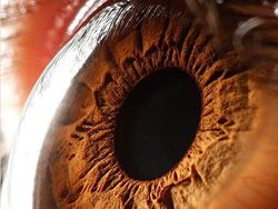 Mata Manusia dari Jarak Super Dekat, Keren atau Seram?