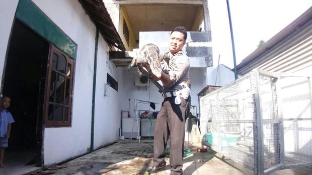 Kandang biawak Brigadir Fian diletakkan di samping rumahnya agar terkena sinar matahari. (Foto: Muhajir Arifin)