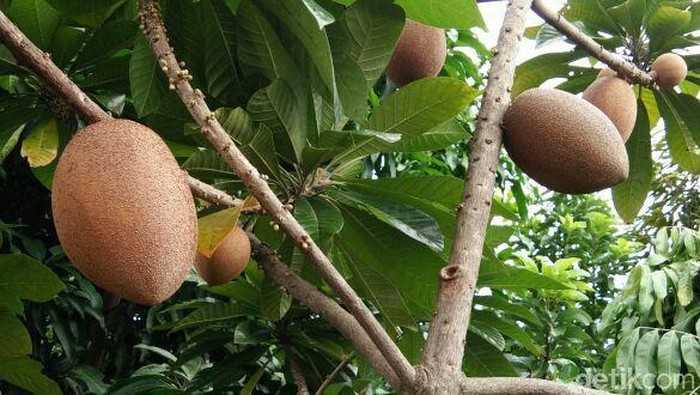 Sawo berukuran jumbo Sawo berukuran jumbo