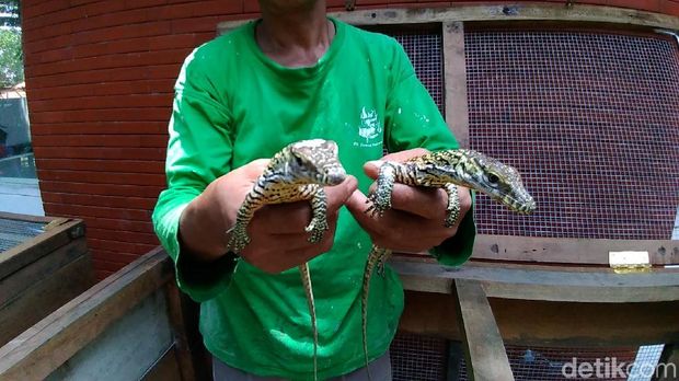 Lucunya Anakan Komodo Koleksi Kebun Binatang Surabaya