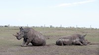 Dua ekor badak betina ini berjenis kelamin betina. Dua badak ini bernama Najin dan Patu. (Foto: REUTERS/Baz Ratner)