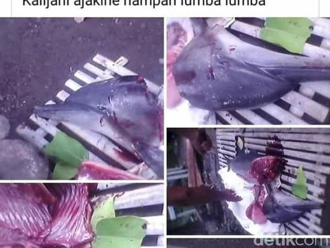 Postingan foto lumba-lumba yang disembelih