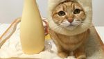 Begini 10 Gaya Kucing dengan Aksesori Makanan yang Bikin Gemas!