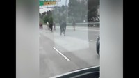 Maret 2018. Dilansir dari 9abc, Selasa (20/3/2019), kuda-kuda masuk ke Highway 78 Clarkston, Georgia, Atlanta. Peristiwa tersebut terjadi pada Sabtu (17/3). (Foto: Dok. 6abc.com)