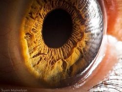 Mata Manusia dari Jarak Super Dekat, Keren atau Seram?