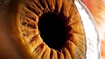 Ibarat kamera, mata seperti lensa yang sangat fokus dan tajam. (Foto: Suren Manvelyan)