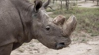 Kondisi kesehatan Sudan memburuk beberapa hari terakhir. Badak berusia 45 tahun itu sakit-sakitan karena faktor usia dan infeksi.