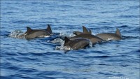 Bicara soal fotogenik di Lampung, tak lepas dari Teluk Kiluan. Pantainya cantik, traveler juga bisa melihat lumba-lumba berenang bebas di sini (Renal Yudias/dTraveler)