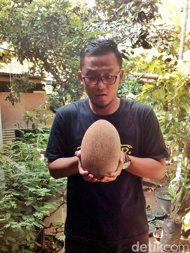 Warga Ponorogo ini menunjukkan sawo raksasanya/