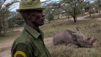 Di hari-hari terakhir hidupnya, Sudan tetap berada di Konservasi Ol Peteja di Kenya. Keberadaannya dijaga oleh petugas bersenjata.
