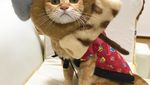 Begini 10 Gaya Kucing dengan Aksesori Makanan yang Bikin Gemas!
