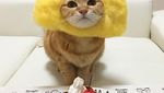Begini 10 Gaya Kucing dengan Aksesori Makanan yang Bikin Gemas!