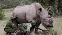 Kami berharap dunia belajar dari kepergian Sudan dan memberi perhatian khusus untuk mengakhiri perdagangan cula badak, kata CEO WildAid, Peter Knights.