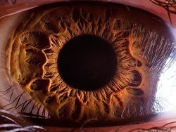 Mata Manusia dari Jarak Super Dekat, Keren atau Seram?