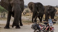 Jeavons memiliki kesan tersindiri akan India. Ia menginjakkan kaki di India ketika cucunya lahir. Saat itu pula Jeavons bertemu dengan harimau liar. Tapi di Afrika, Jeavons merasakan hal yang luar biasa. (stephjeavons/Instagram)