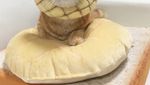 Begini 10 Gaya Kucing dengan Aksesori Makanan yang Bikin Gemas!
