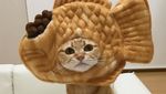 Begini 10 Gaya Kucing dengan Aksesori Makanan yang Bikin Gemas!