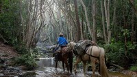 Dia sangat hobi berpetualang dan traveling. Pada kali ini dia menjelajahi Australia dengan tiga ekor kuda. Dia adalah satu diantara 35 orang yang berhasil menahlukan jalur treking ini.  (Wild at Heart Australia/Facebook)