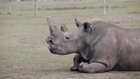 Populasi badak ini menurun drastis dampak perang yang terjadi di habitat mereka di Sudan, Chad, Republik Afrika Tengah, Republik Demokratik Kongo, dan Uganda.  (Foto: REUTERS/Baz Ratner)
