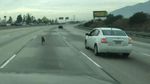Foto: Anjing, Kuda, hingga Bebek Pernah Bikin Heboh di Jalan Tol