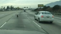 Februari 2016. Dua anjing berlari di jalan tol di Azusa, sisi selatan California, Amerika Serikat. Beberapa pengendara keluar dari kendaraannya dan coba menghentikan anjing tersebut.  (Foto: Dok. nbc4i.com)